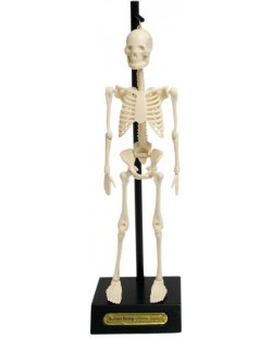 Jucarie pentru copii Rex London - Model anatomic al unui schelet