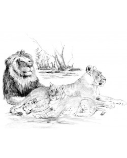 Set de desen cu creioane Royal - Lei, grafica,  29х39 cm
