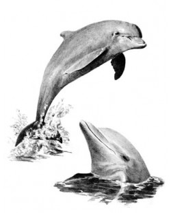 Set de pictură grafică Royal - Delfini, 23 x 30 cm