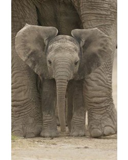 Poster maxi Pyramid - Elephant - Big Ears