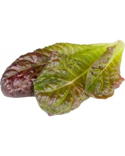 Semințe Click and Grow - Red Romaine lettuce, 3 rezerve
