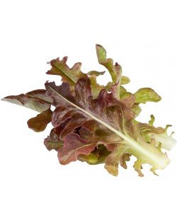 Semințe Click and Grow - Salata verde rosie Frunza de stejar, 3 rezerve