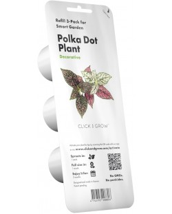 Semințe Click and Grow - Polka Dot plant, 3 rezerve
