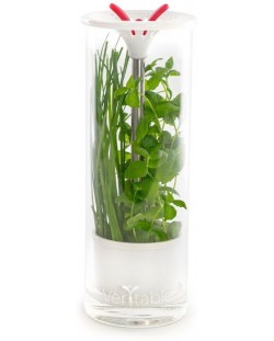 Recipient din sticlă pentru depozitarea condimentelor proaspete Veritable - 25,5 x 9,5 cm