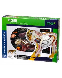 Set pentru copii Kosmos - Anatomia tigrului