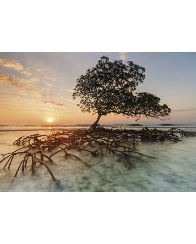 Puzzle Heye de 1000 piese - Copacul rosu de mangrove , Alexander fundal Humboldt - 2