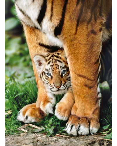 Puzzle Clementoni de 500 piese - Pui de tigru bengalez si mama lui - 2