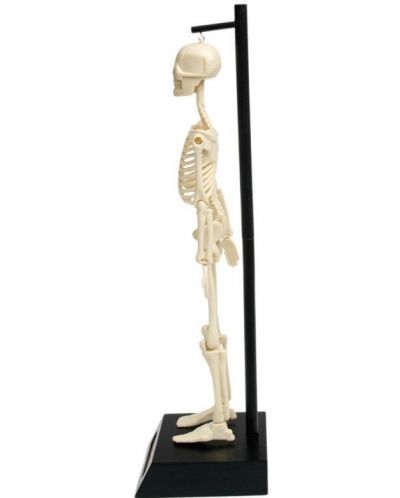 Jucarie pentru copii Rex London - Model anatomic al unui schelet - 2