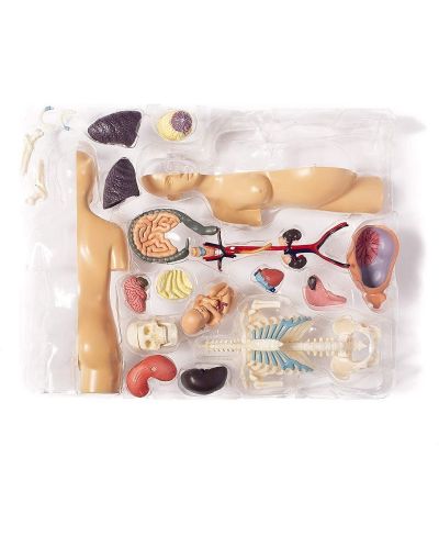 Set de asamblat pentru copii Thames & Kosmos - Anatomia sarcinii umane - 3