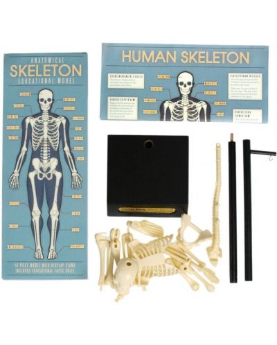 Jucarie pentru copii Rex London - Model anatomic al unui schelet - 3