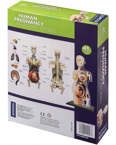 Set de asamblat pentru copii Thames & Kosmos - Anatomia sarcinii umane - 2