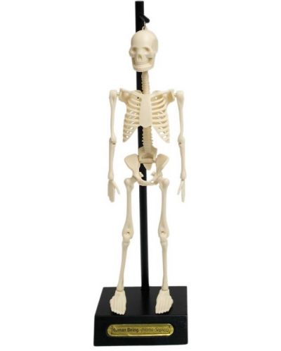 Jucarie pentru copii Rex London - Model anatomic al unui schelet - 1