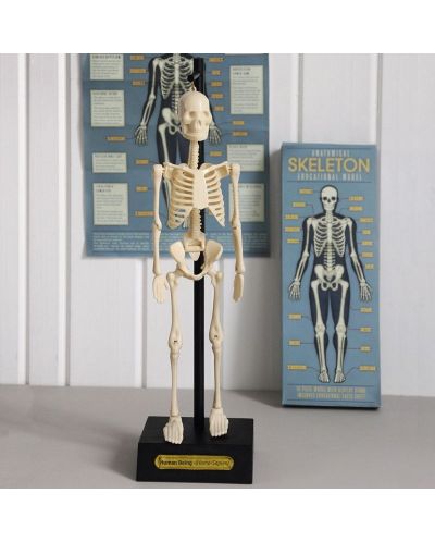 Jucarie pentru copii Rex London - Model anatomic al unui schelet - 4