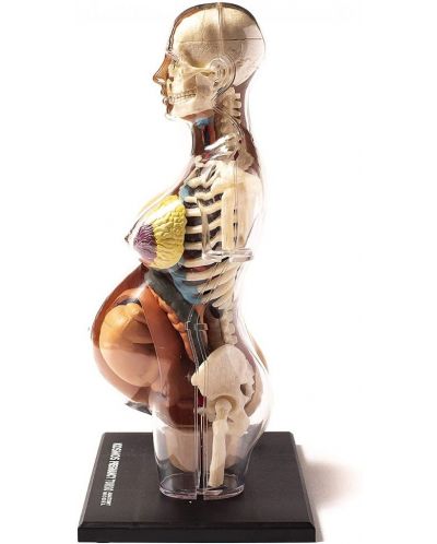 Set de asamblat pentru copii Thames & Kosmos - Anatomia sarcinii umane - 4