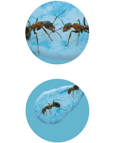 Set de cercetare Buki Nature - Lumea mini a furnicilor - 4
