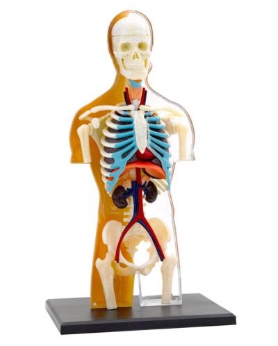 Set pentru copii Kosmos - Anatomia corpului uman - 2