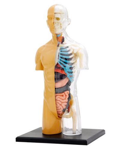 Set pentru copii Kosmos - Anatomia corpului uman - 3
