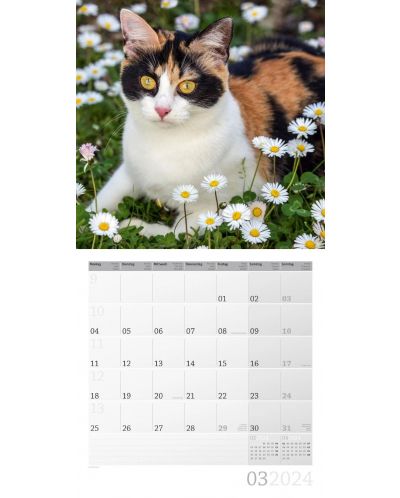 Calendar Ackermann - Pisici, 2024 - 4
