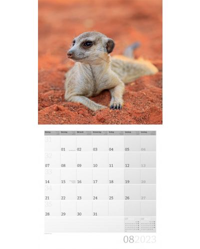 Calendar  Ackermann - Meerkats, 2023 - 9