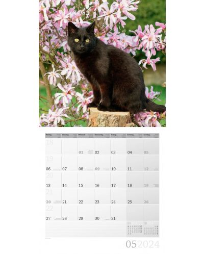 Calendar Ackermann - Pisici, 2024 - 6