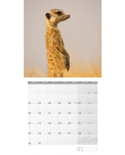 Calendar  Ackermann - Meerkats, 2023 - 2
