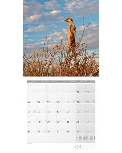 Calendar  Ackermann - Meerkats, 2023 - 5