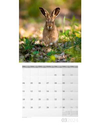Calendar Ackermann - Animale sălbatice din Germania, 2024 - 4