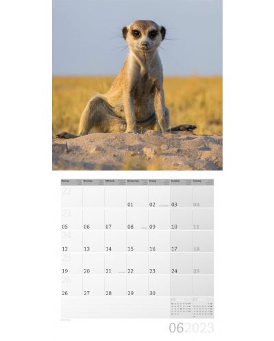 Calendar  Ackermann - Meerkats, 2023 - 7