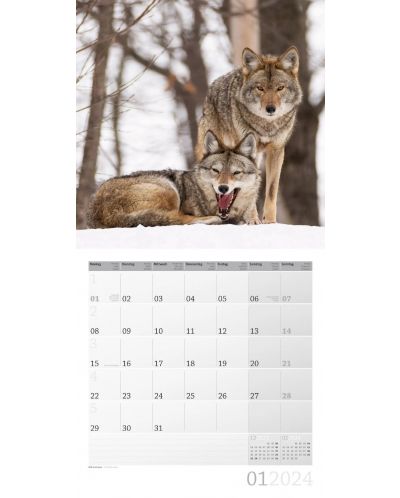 Calendar Ackermann - Animale sălbatice din Germania, 2024 - 2