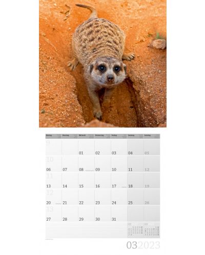 Calendar  Ackermann - Meerkats, 2023 - 4