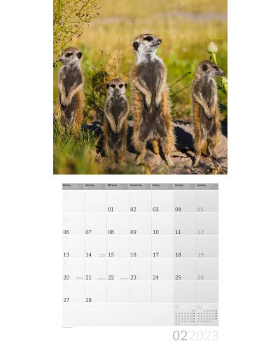 Calendar  Ackermann - Meerkats, 2023 - 3