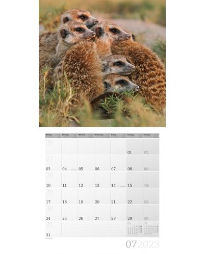 Calendar  Ackermann - Meerkats, 2023 - 8