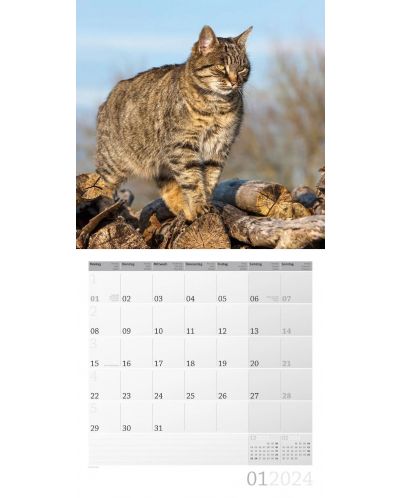 Calendar Ackermann - Pisici, 2024 - 2