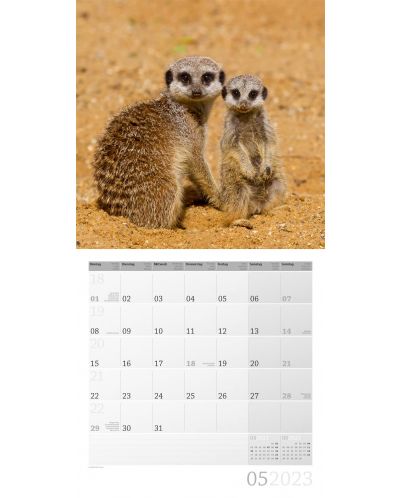 Calendar  Ackermann - Meerkats, 2023 - 6