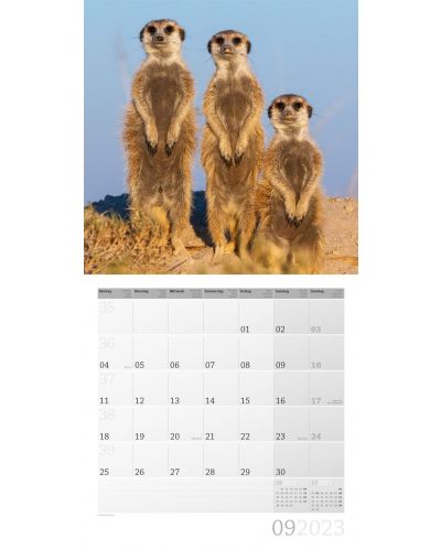 Calendar  Ackermann - Meerkats, 2023 - 10