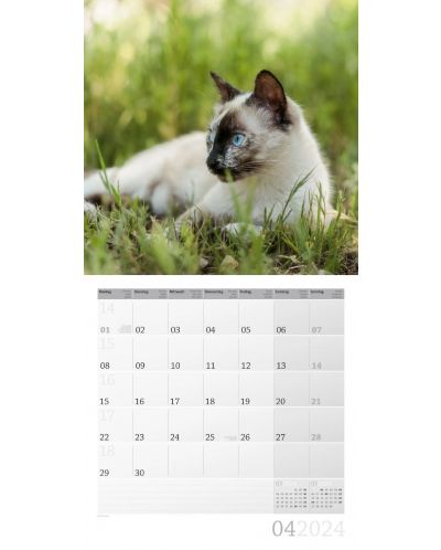 Calendar Ackermann - Pisici, 2024 - 5