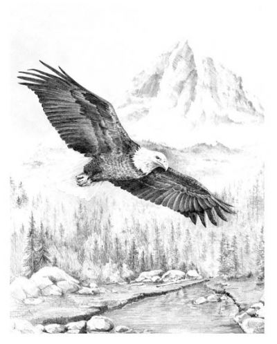 Set de pictură grafică Royal - Vultur în zbor, 23 x 30 cm - 1