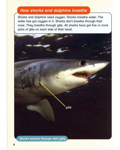 Macmillan Children's Readers: Sharks&Dolphins (ниво level 6) - 8