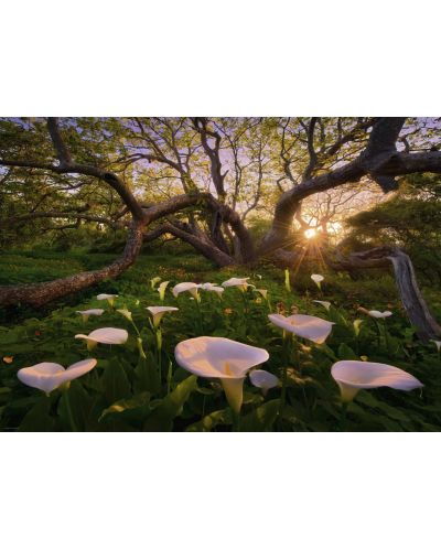Puzzle Heye de 1000 piese - Calla Clearing - 2