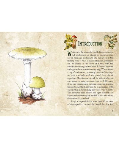 Mushroom Spirit Oracle - 3