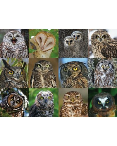  Puzzle New York Puzzle de 1000 piese - Owls and Owlets - 2