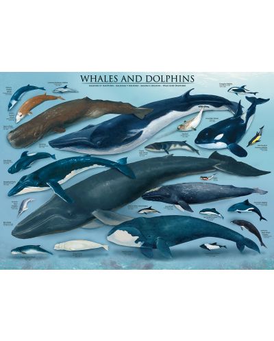 Puzzle Eurographics de 1000 piese – Balene si delfini - 2