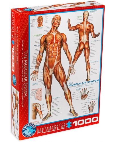 Puzzle Eurographics de 1000 piese - Sistem muscular - 1