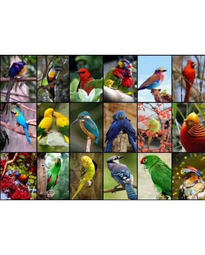 Grafika Puzzle de 1500 de piese - Cele mai frumoase păsări din lume - 2