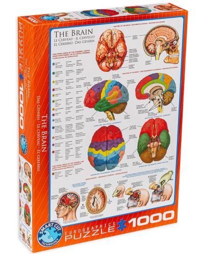 Puzzle Eurographics de 1000 piese – Corpul uman, Creier - 1