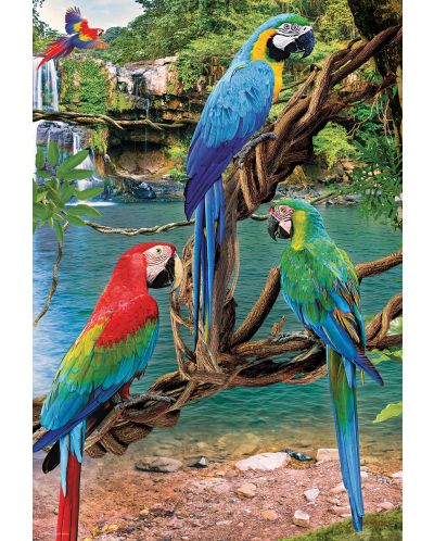 Eurographics Macaws - 2