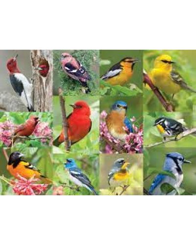 Puzzle Springbok de 500 piese - Birds of A Feather - 2