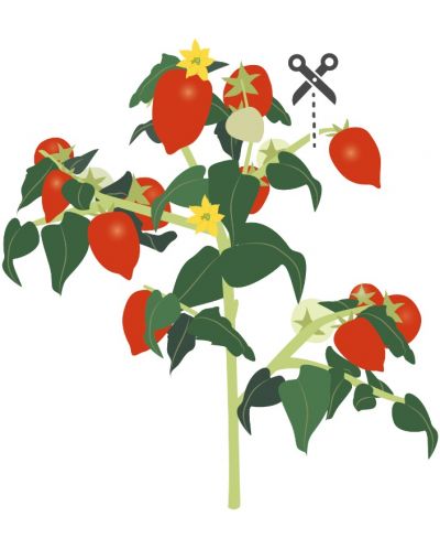 Umplutură sol Veritable - Lingot, Roșii cherry, fără OMG - 4