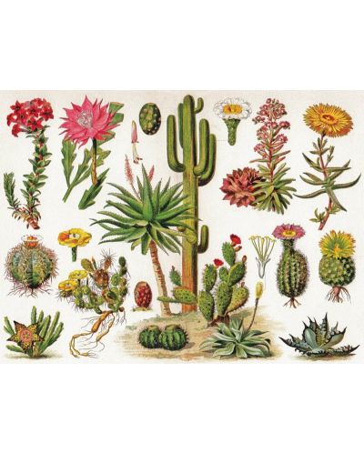 Puzzle New York Puzzle de 1000 piese - Cacti Cactus - 2