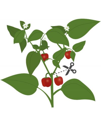 Umplutură sol Veritable - Lingot, Mini căpșuni roșii, fără OMG - 4